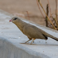 Sirkeer Malkoha